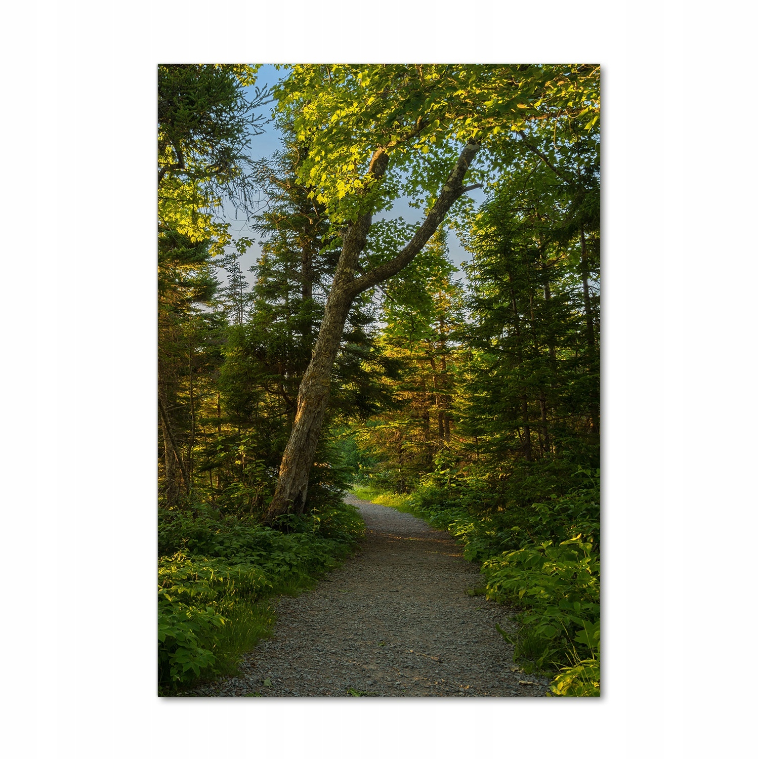 

Foto obraz szkło akrylowe Ścieżka w lesie 70x100cm