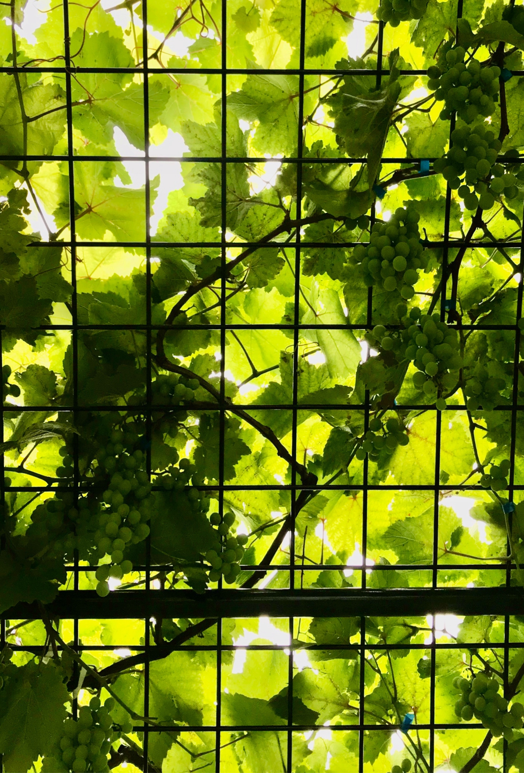 SIATKA ZGRZEWANA 100x50 mm / 1,2M ROLKA 20m RÓŻNE KOLORY Producent inna