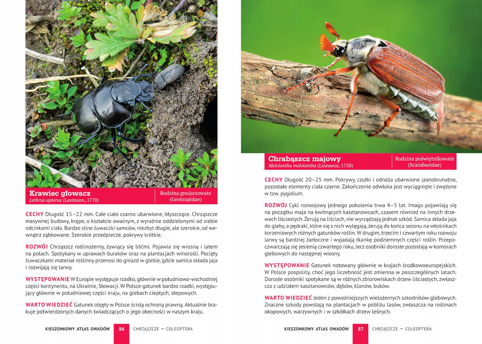 KIESZONKOWY ATLAS OWADÓW 180 GATUNKÓW KSIĄŻKA O OWADACH PORADNIK Okładka miękka