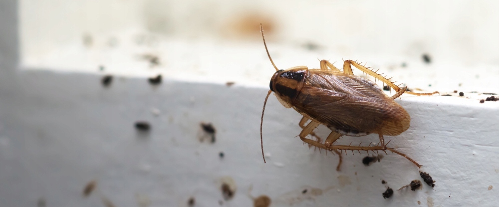 3x BOMBA DYMNA ŚRODEK NA KARALUCHY DOBOL FUMIGATOR 10g TRUJĄCA MGŁA Pojemność 10 ml