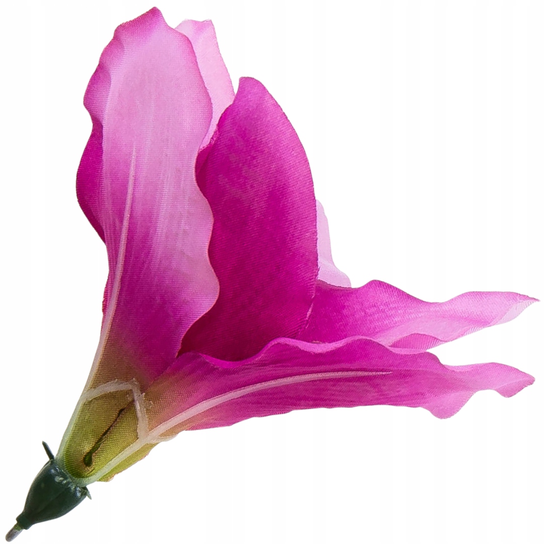 

Główka kwiatowa amarylis 12-13cm fioletowo-różowy