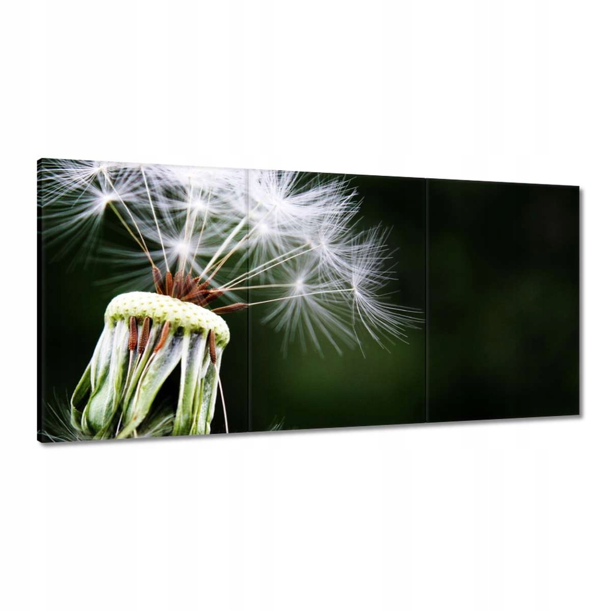 Obrazy 180x90 Púpava Kvet Kvety