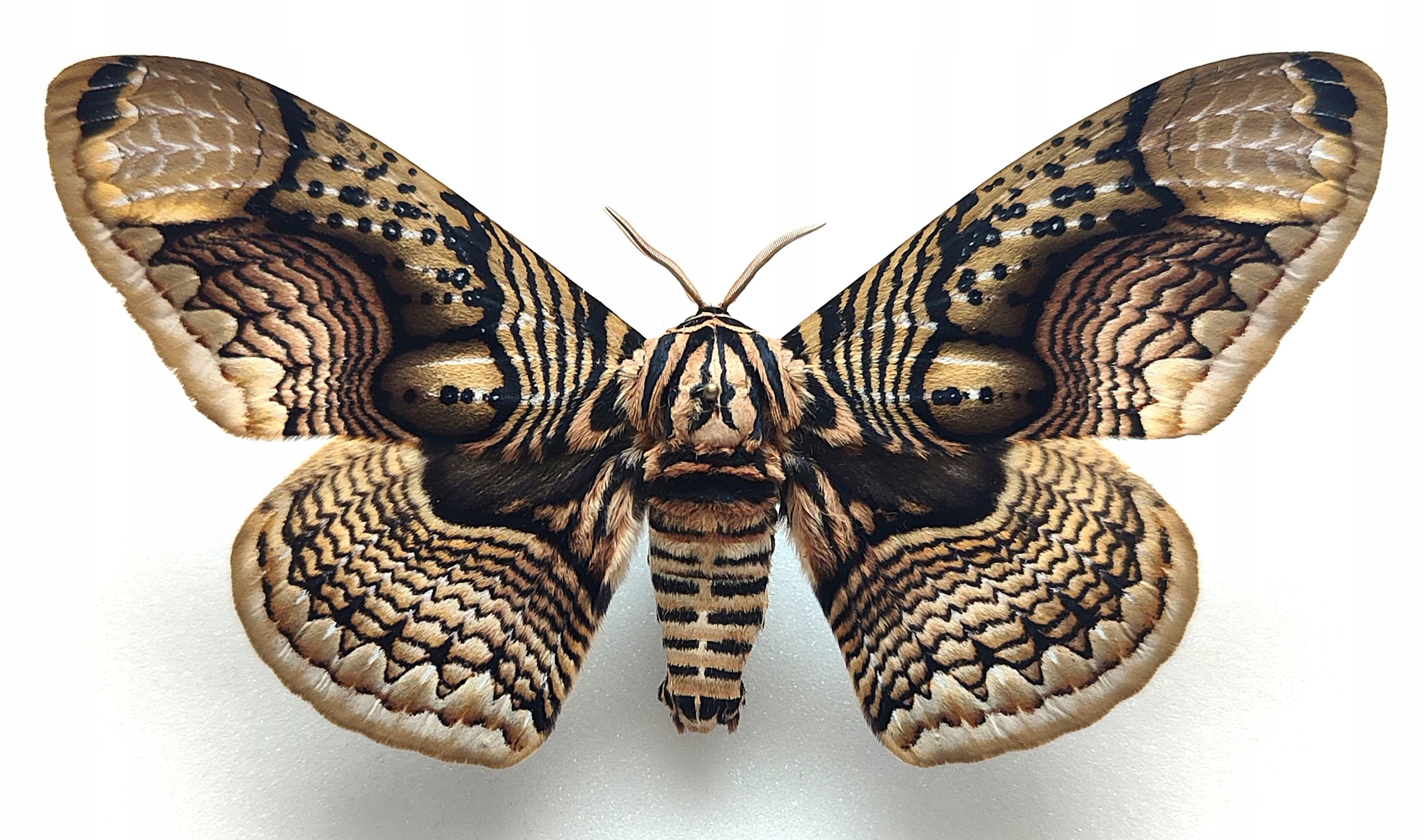 Motyl Brahmaea hearseyi samiec IDEALNY STAN !!