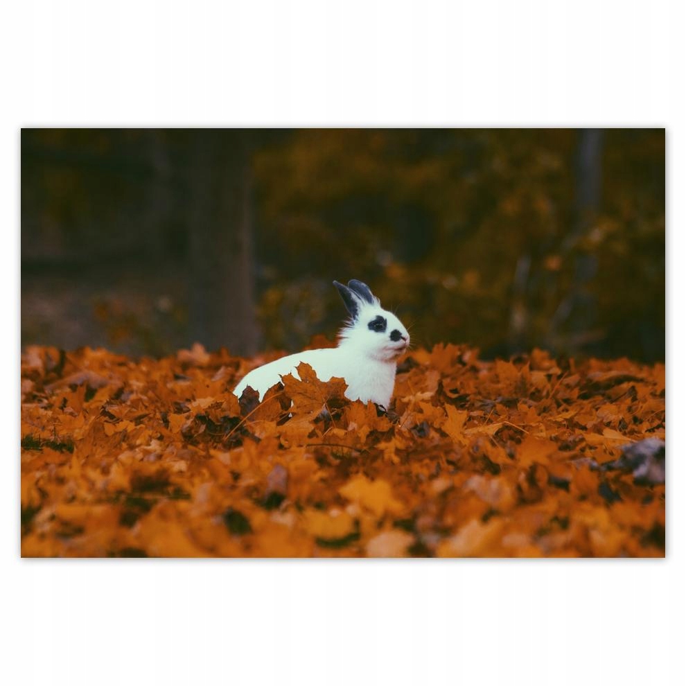 

Naklejki 60x40 Zwierzęta Zwierzątka