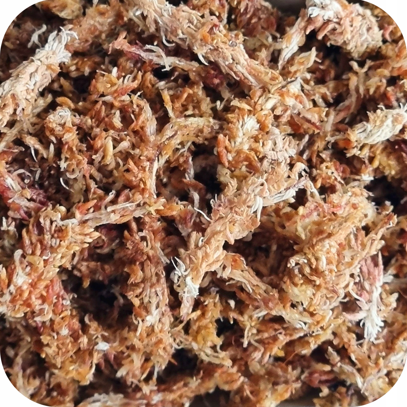 

Mech Torfowiec Sphagnum 1L Podłoże do Ukorzeniania