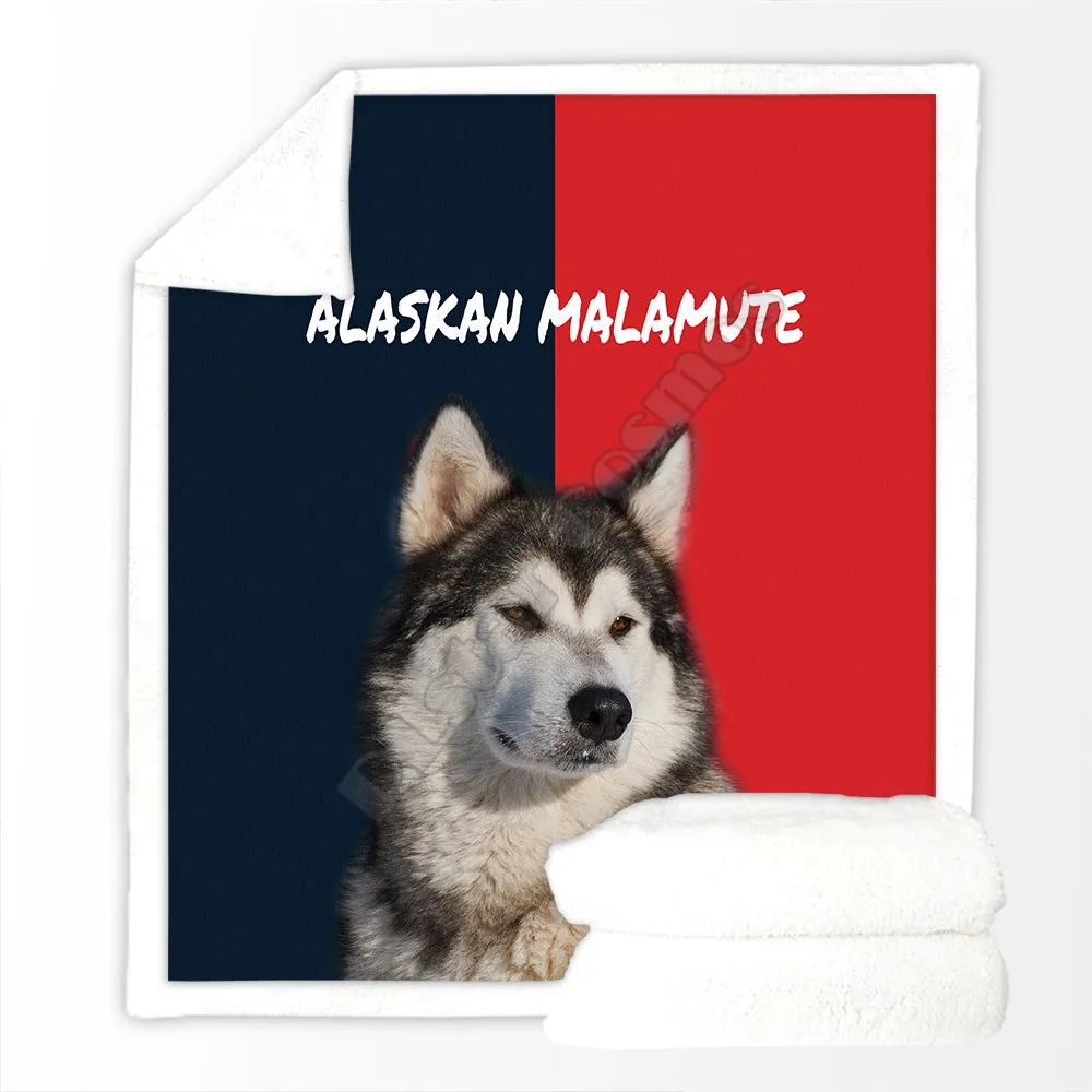 Alaskan Malamute Po ciele i koce Najwi kszy wyb r ciep ych