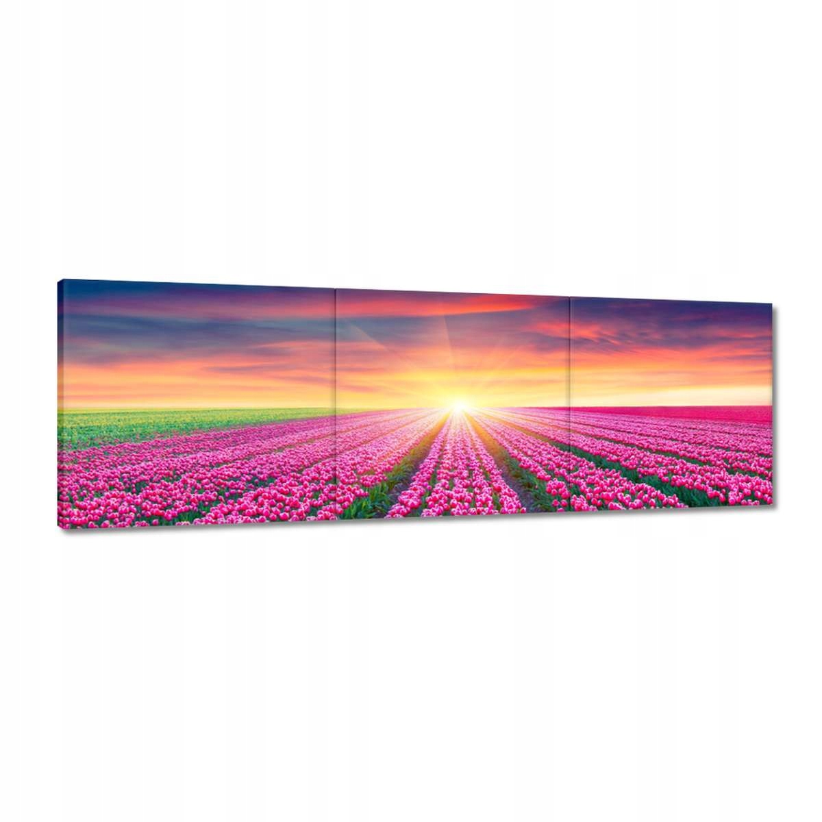 Obrazy 150x50 Moře tulipánů Tulipány
