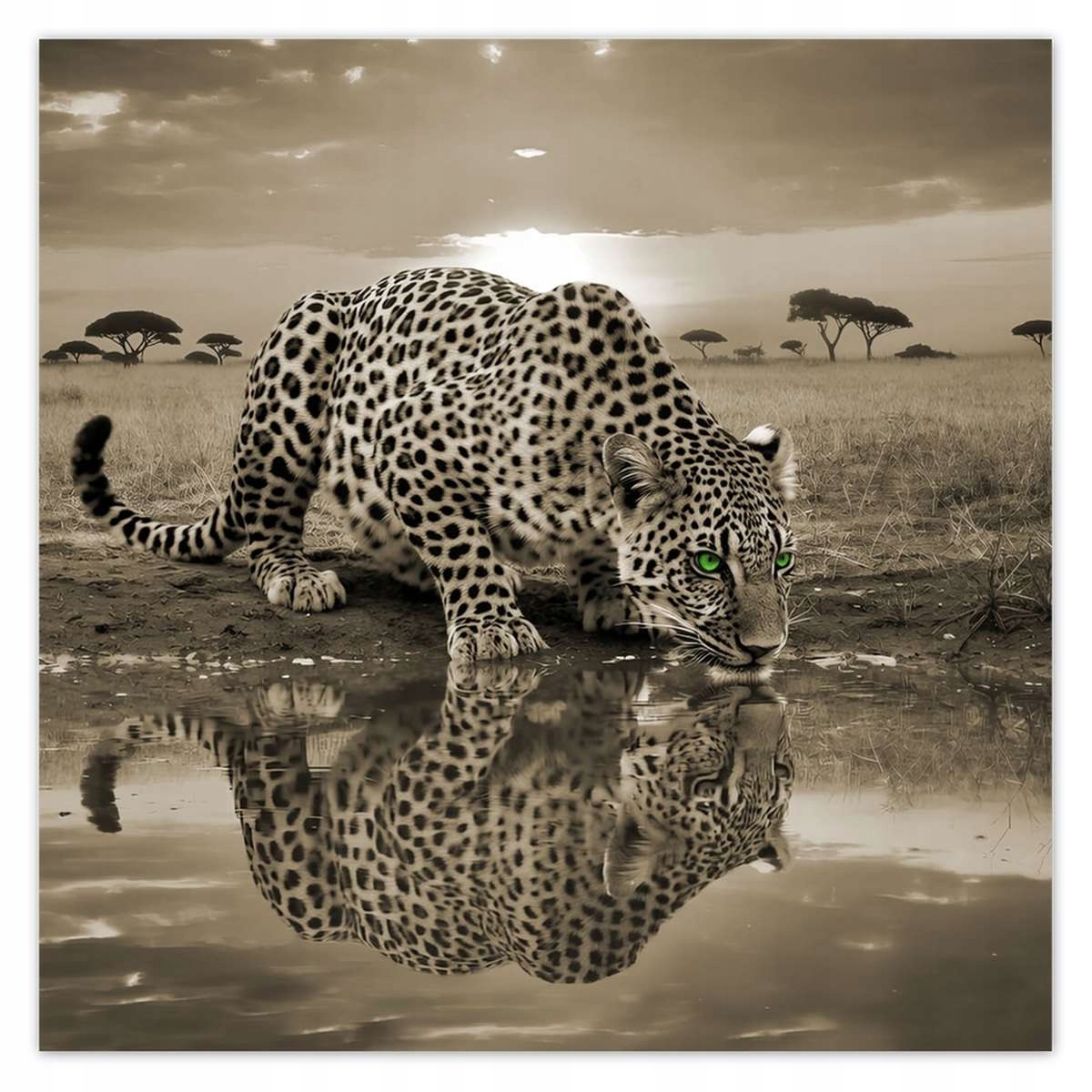 Fototapety 312x312 Tygrys Gepard Do Spálne
