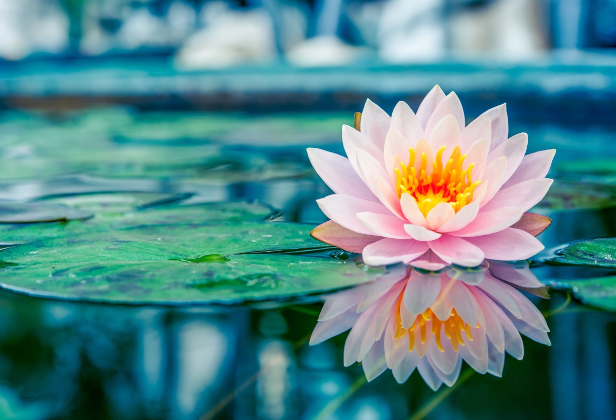 

Tapeta flizelinowa Różowy lotos - 104x70