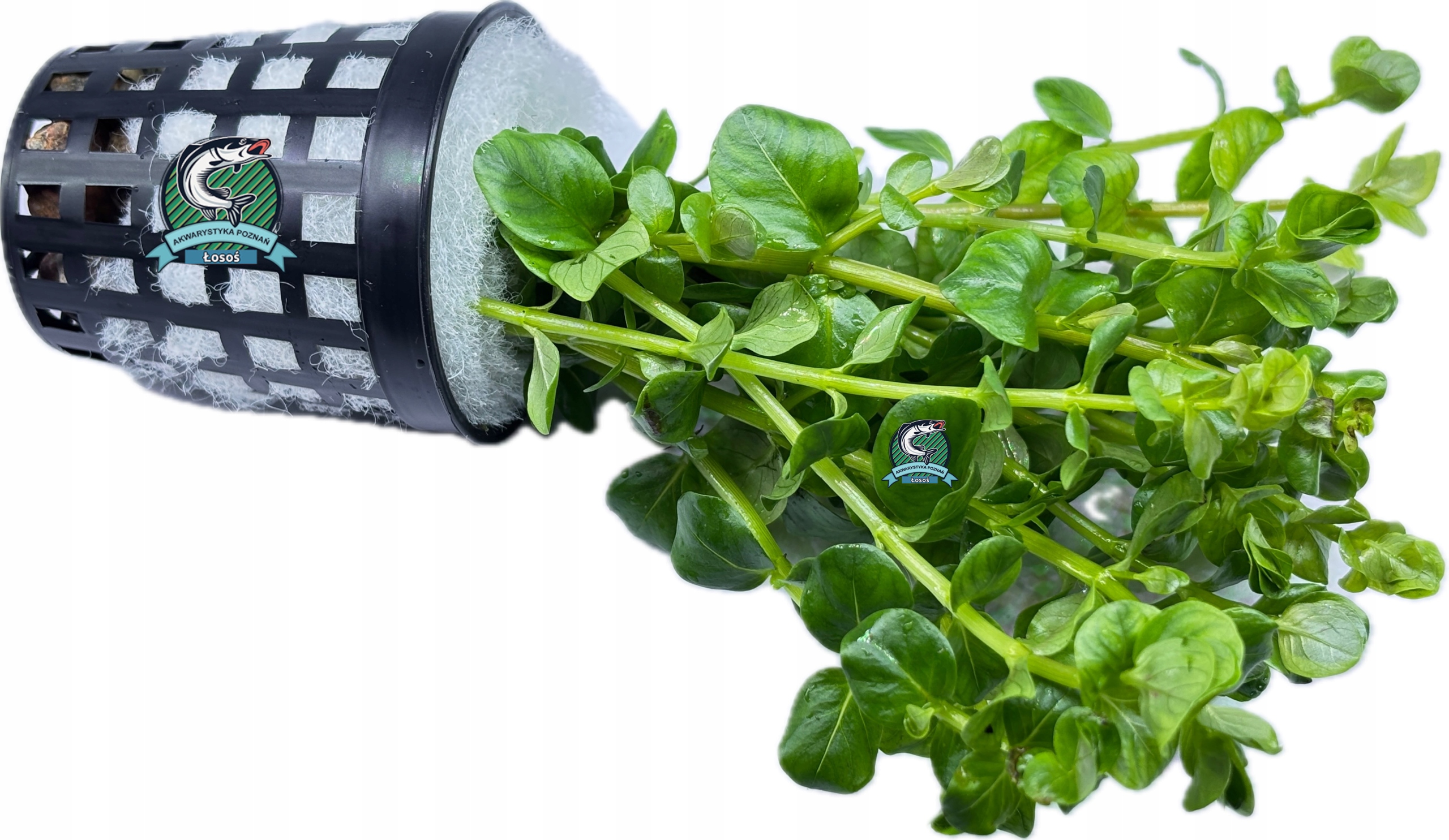 Rotala rotundifolia 'Green' [koszyk]