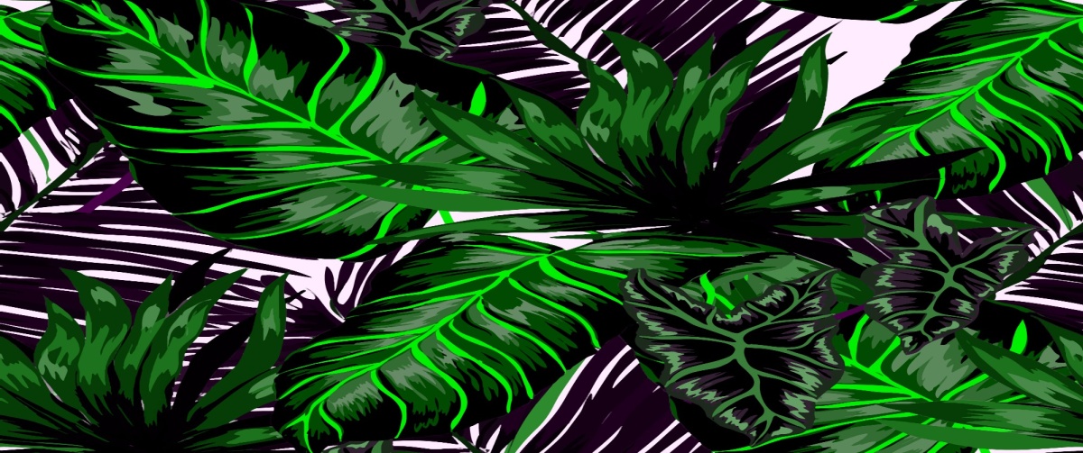 

Fototapeta Flizelinowa Liście Monstera - 250x104