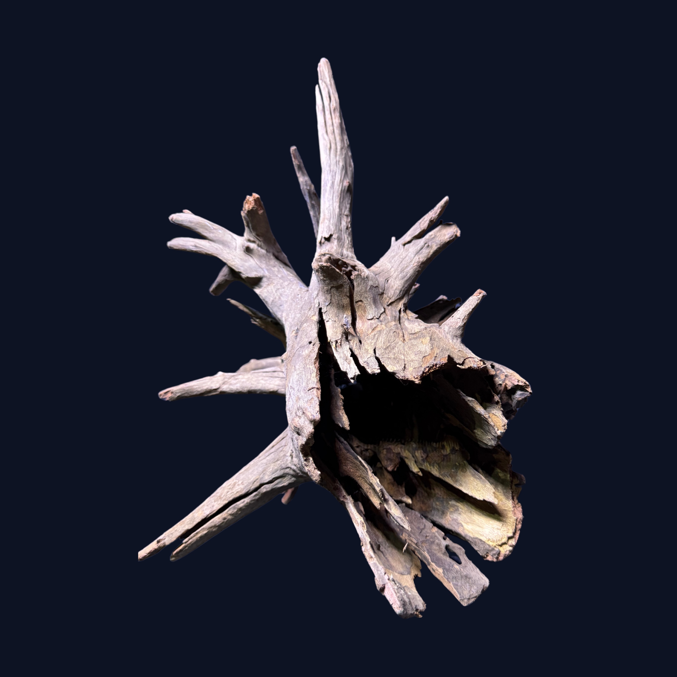 Levně Kmen s kořenem Buddha M kořen pro terarijní akvárium