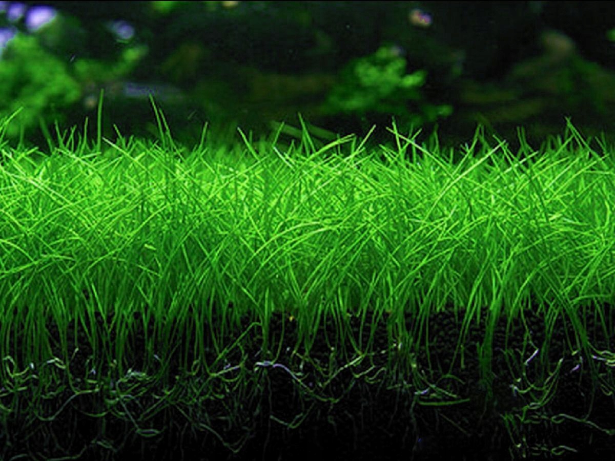 ELEOCHARIS PARVULA - 50 SZT. - hodowla podwodna