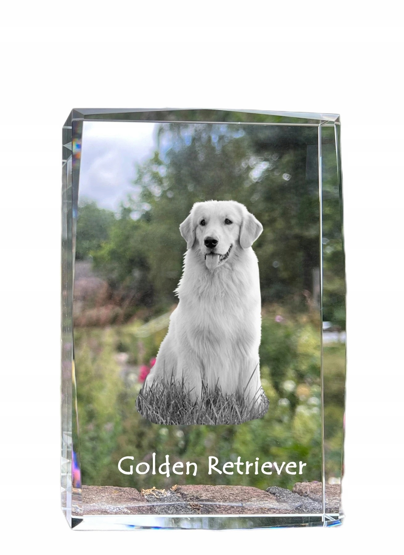 Zlatý retriever fotografia psa v kryštáli, suvenír, trofej, poďakovanie