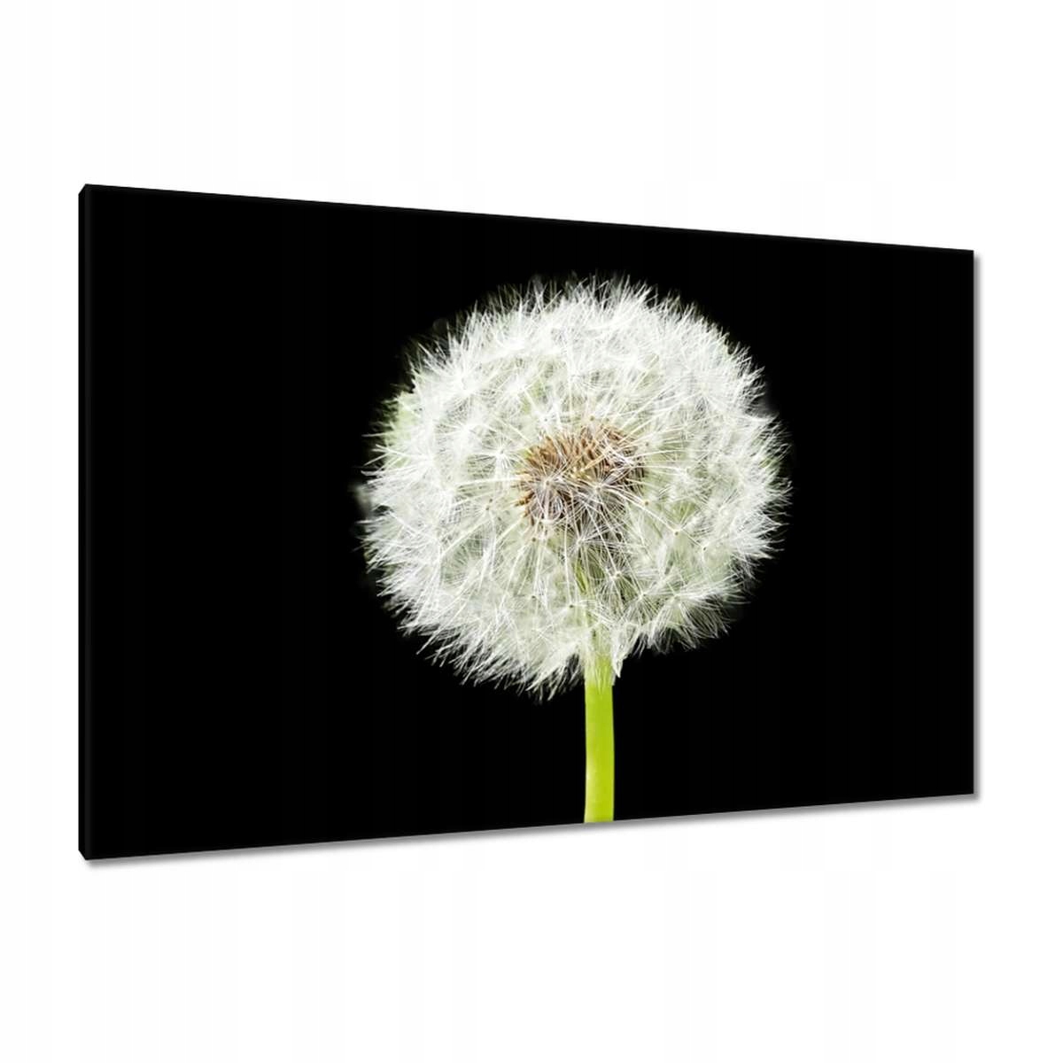 Obrazy 120x80 Květina Dmychadlo louka