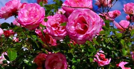 RÓŻA parkowa Różowo -Malinowa