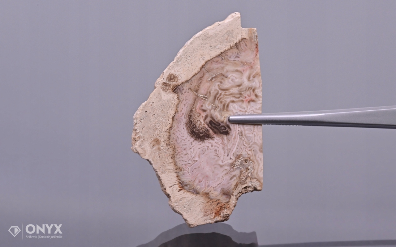 Zkamenělá dlaň nepravidelná 54,5x32 mm