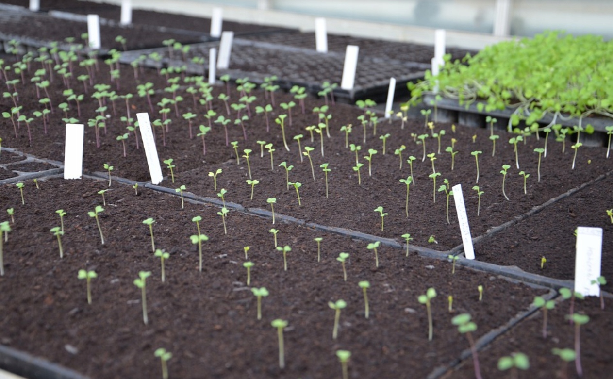 ZIEMIA DO WARZYW KWIATÓW ROŚLIN OGRODOWA XXL NAWÓZ pH 5.5-6.5