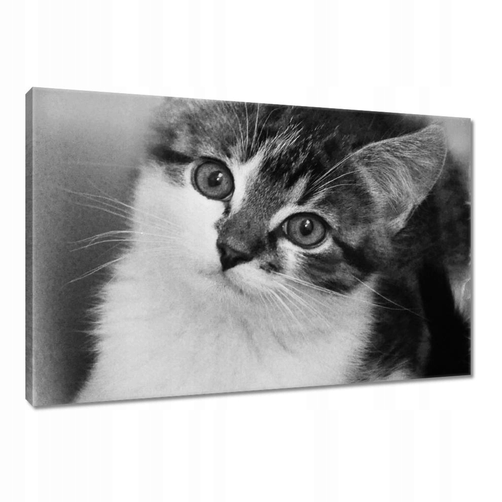 

Obrazy 90x60 Kotek