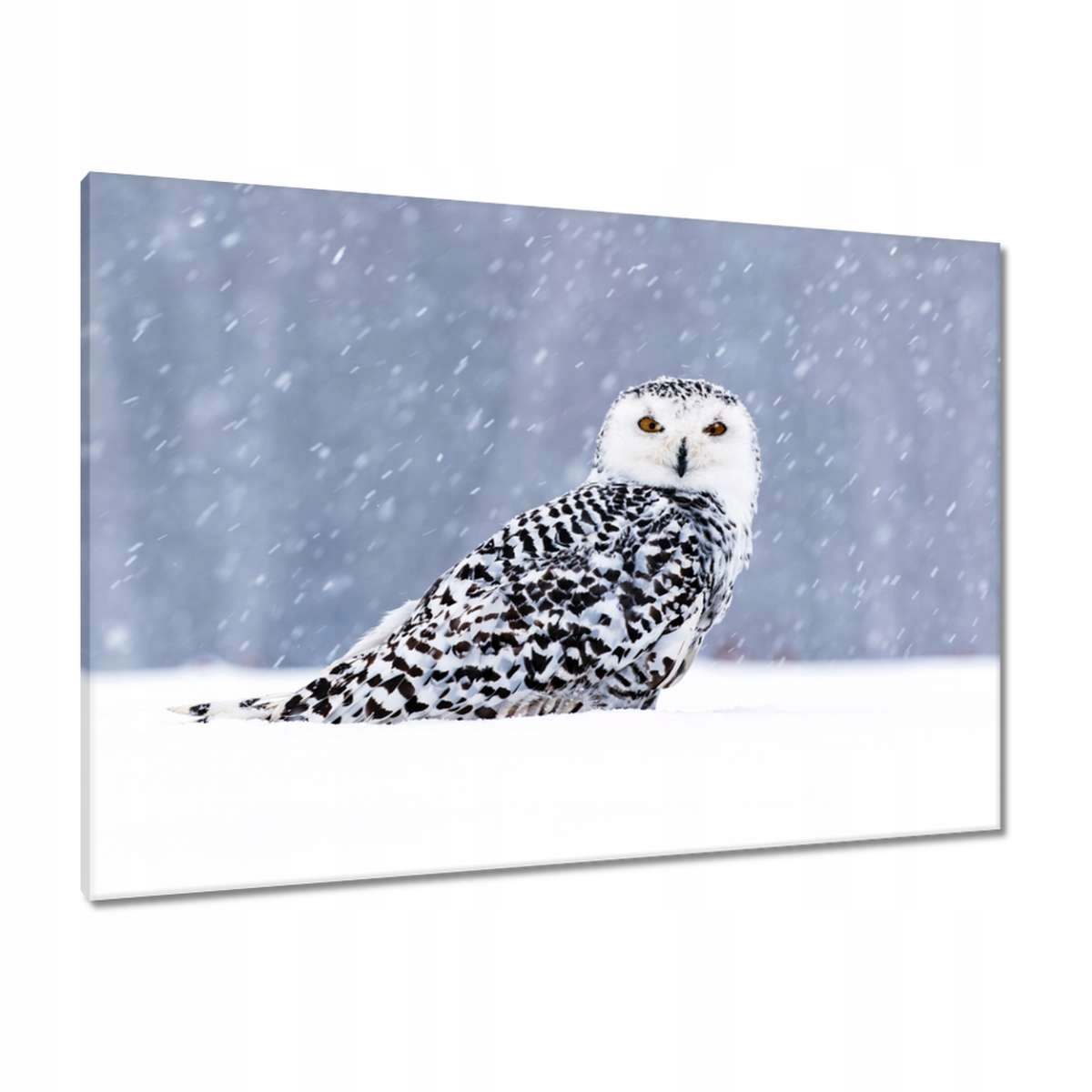 Obrazy 100x70 Ptáci