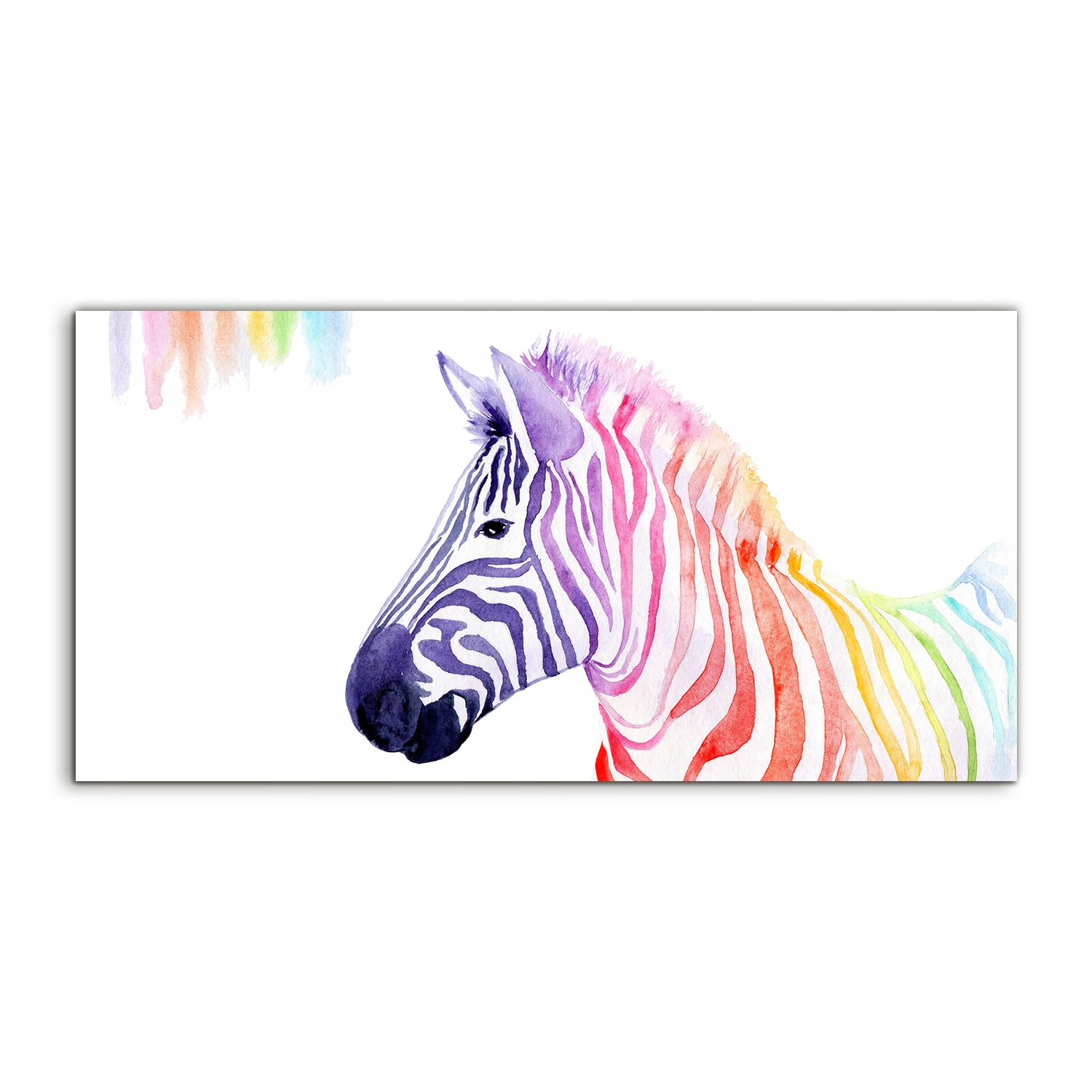 

Obraz akryl 120x60 na ścianę Akwarele Tęcza Zebra