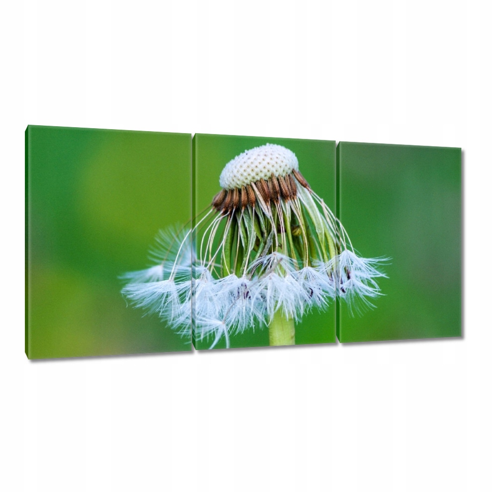 

Obrazy 120x60 Dmuchawiec Kwiat Kwiatki