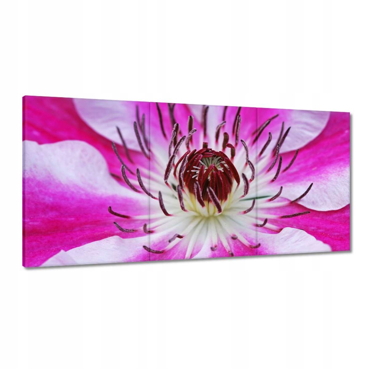 Obrazy 180x90 Bielo-fialové okvetné lístky