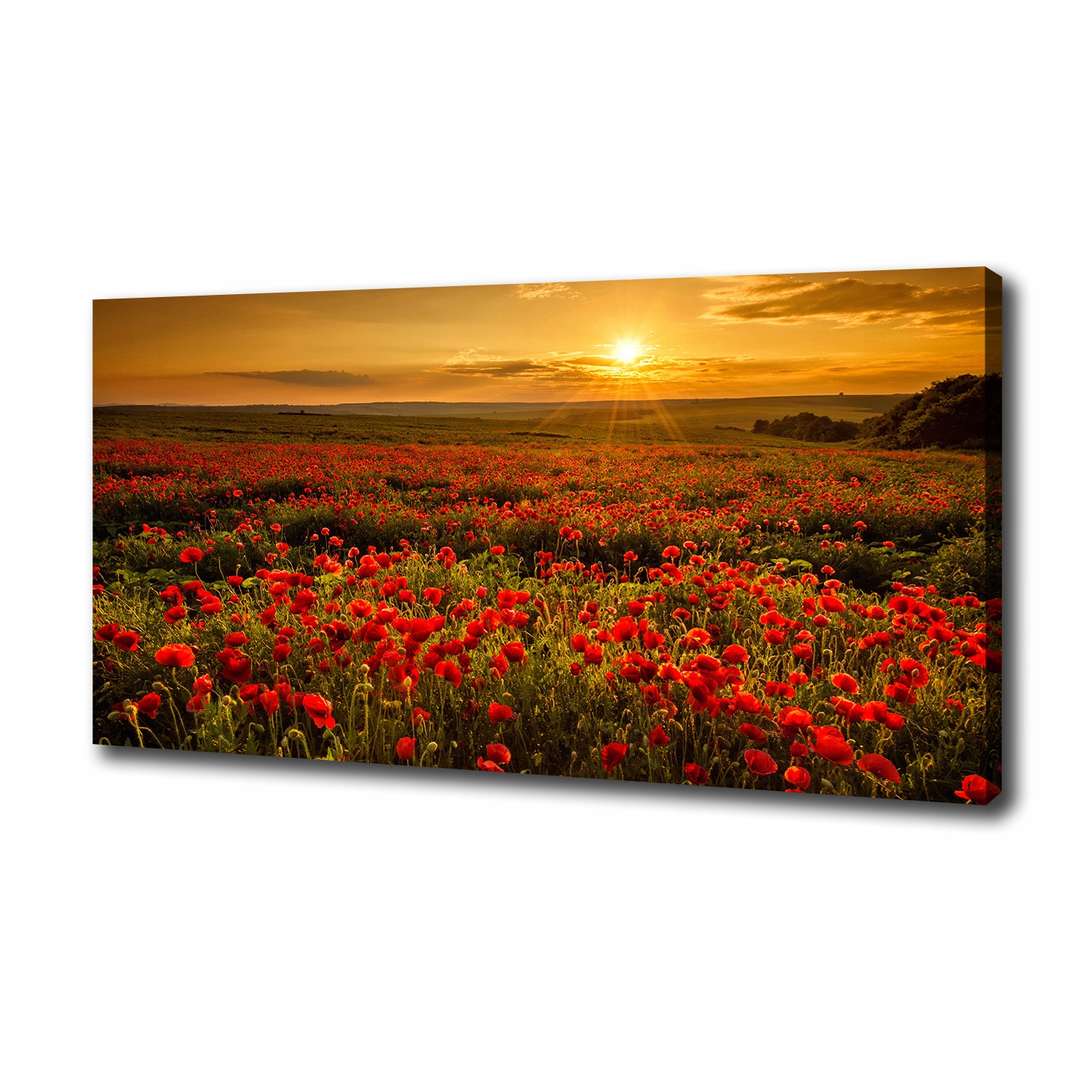 

Foto obraz canvas na ścianę Pole maków 100x50 cm