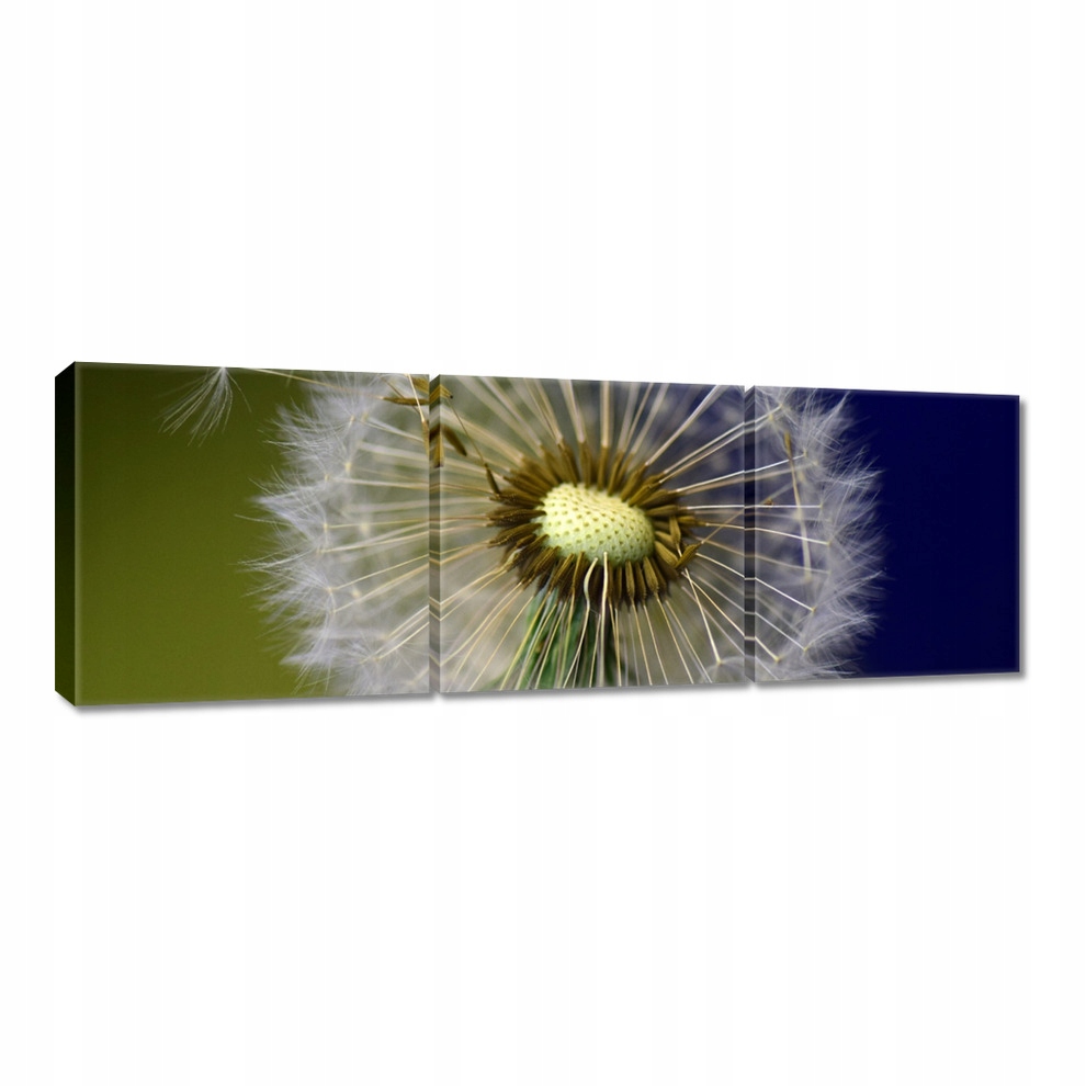 

Obrazy 60x20 Dmuchawiec Kwiat Kwiatki