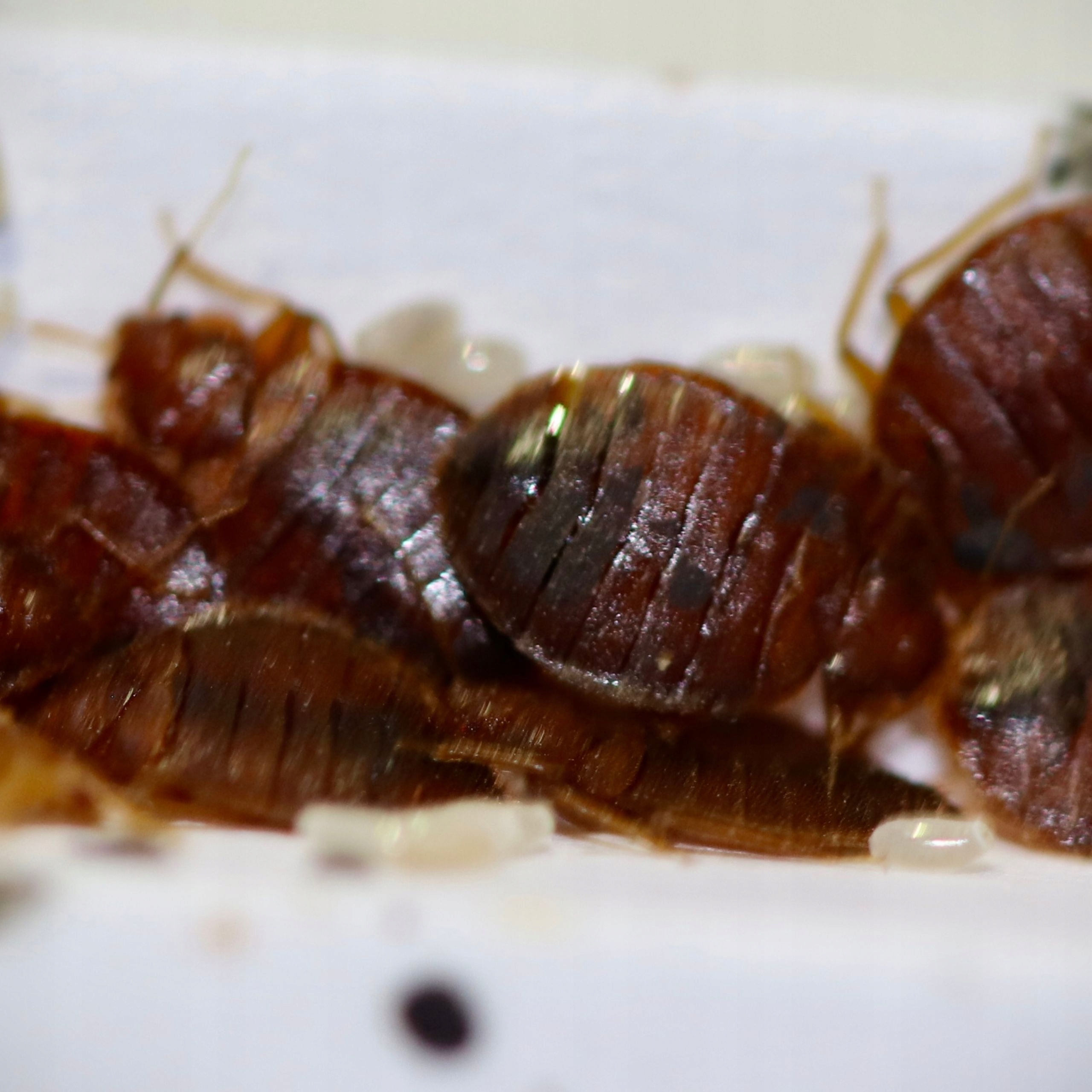 BROS PUŁAPKA NA PLUSKWY ZE SKUTECZNĄ PRZYNĘTĄ DZIAŁA 8 TYGODNI 2SZT. Zastosowanie przeciwko pluskwom