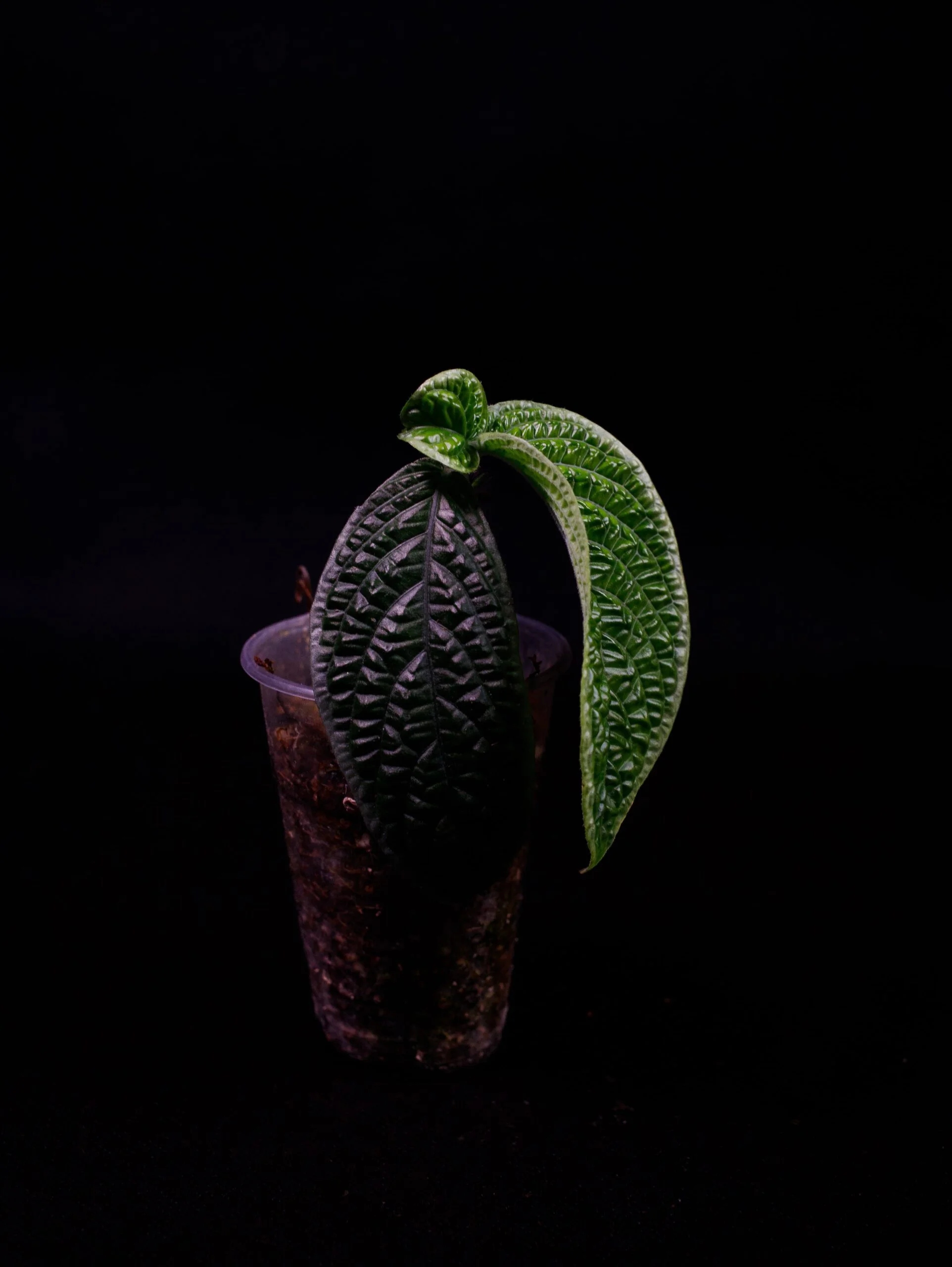 Acranthera sp. „Kapuas Hulu“