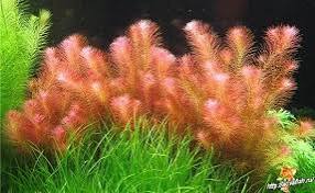 Rotala wallichii hodowla podwodna