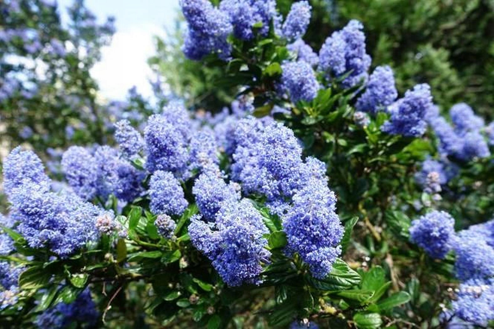 PRUSZNIK NIEBIESKI ODM. VICTORIA SADZONKA W P9