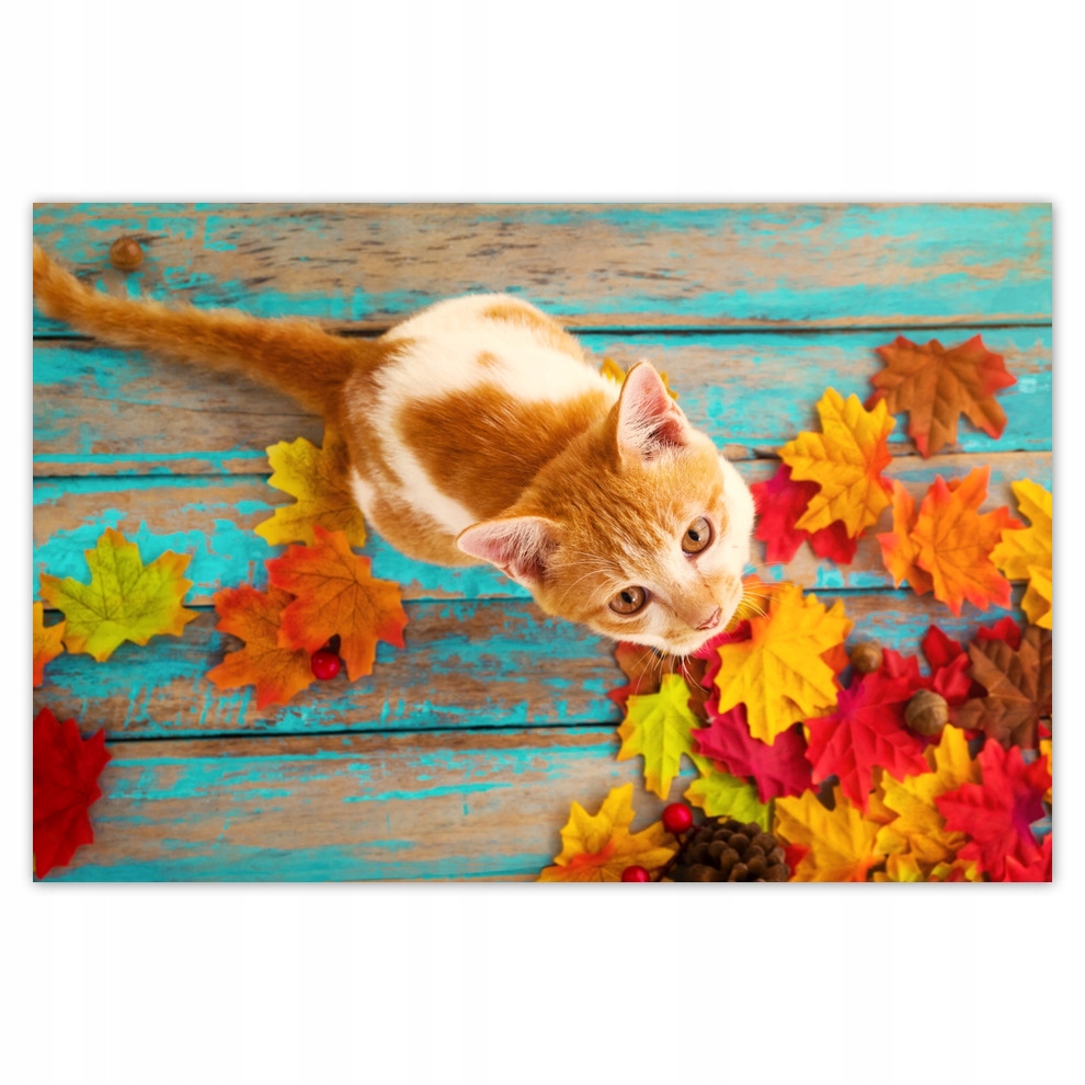 

Plakaty 93x62 Kot Kotki Koty Kicia