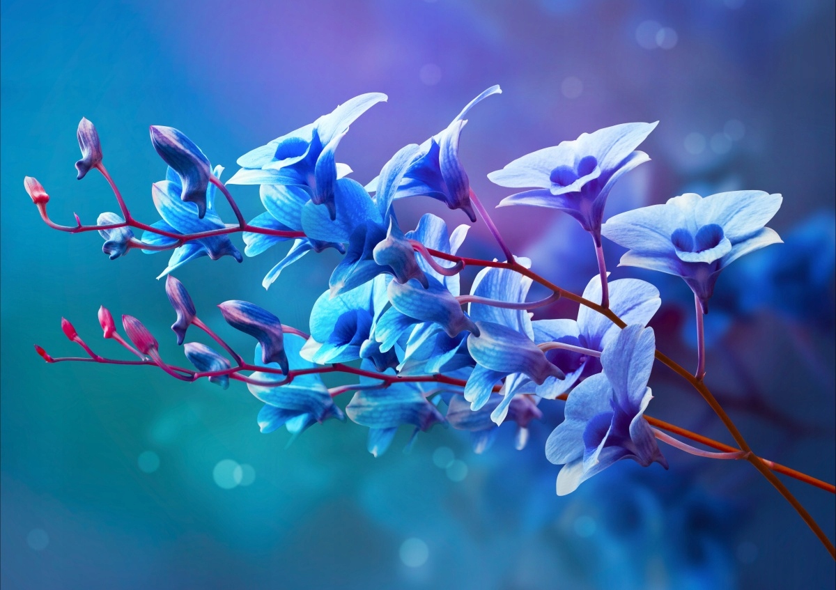 

Tapeta flizelinowa Orchidea Niebieski 312x219