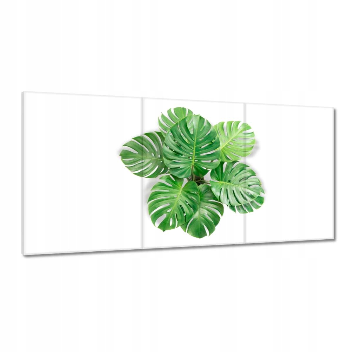 Obrazy 180x90 Listy dierovitej monstery