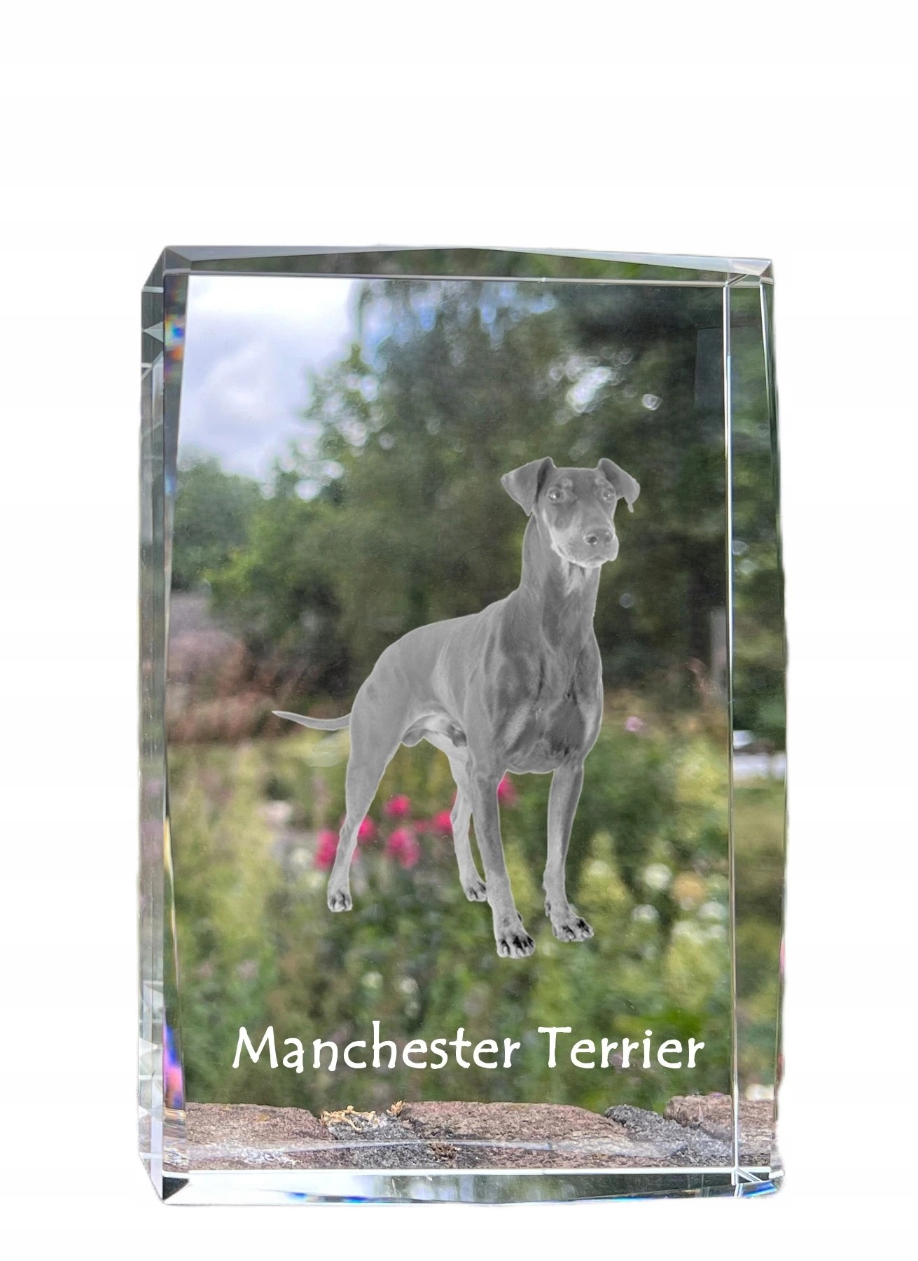 Manchester Terrier kryształ ze zdjęciem psa, zdjęcie w szkle, nowoczesna