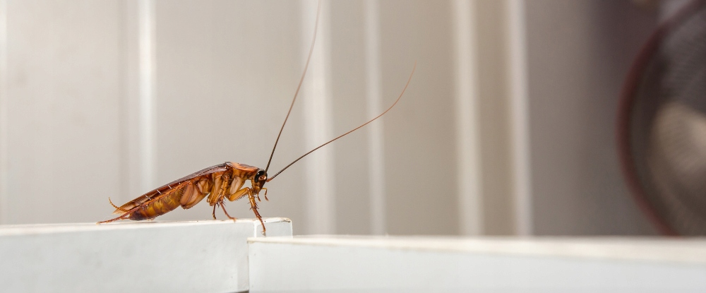 3x BOMBA DYMNA ŚRODEK NA KARALUCHY DOBOL FUMIGATOR 10g TRUJĄCA MGŁA Waga produktu z opakowaniem jednostkowym 0.15 kg