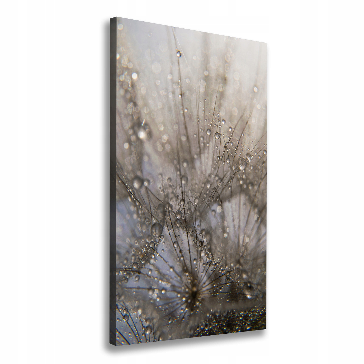 

Foto obraz na płótnie Nasiona dmuchawca 60x120 cm