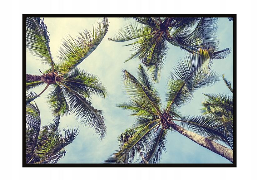 OBRAZ PLAKAT W RAMIE 53x73 cm Palmy P955