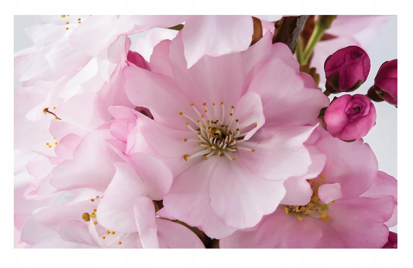 FOTOTAPETA KWIATY WIŚNI TAPETA DO SYPIALNI SALONU NA FLIZELINIE 416x254