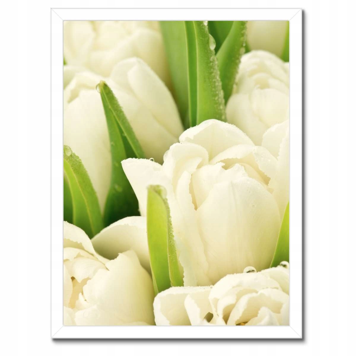 Plakáty v rámu 30x40 Jemné tulipány