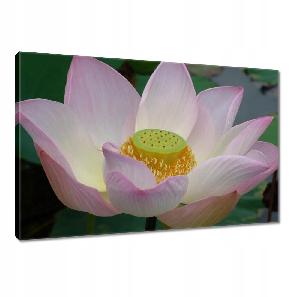 

Obrazy 90x60 Lotos Kwiat lotosu