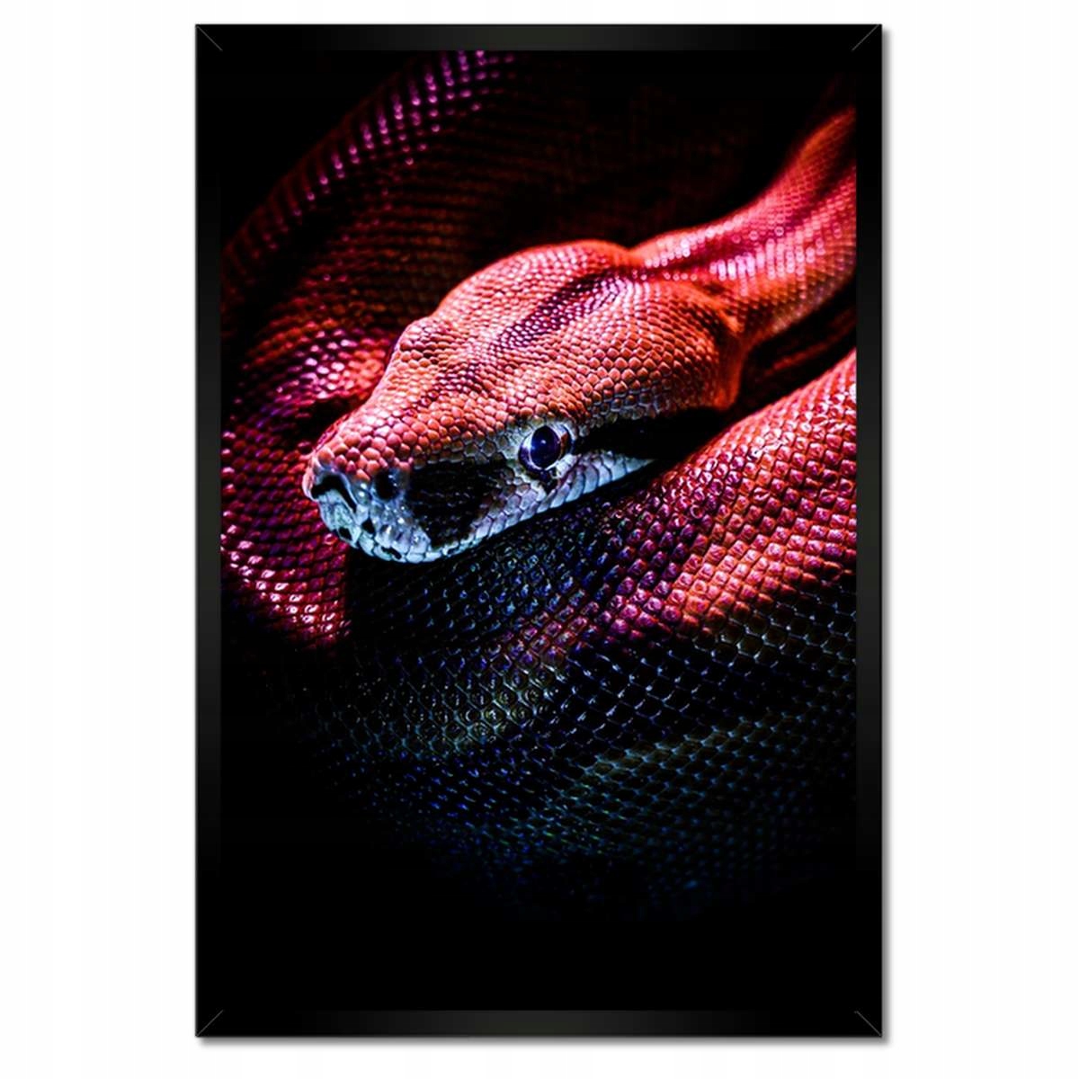 Plakáty v rámu 40x60 Zvířata Zvířátka