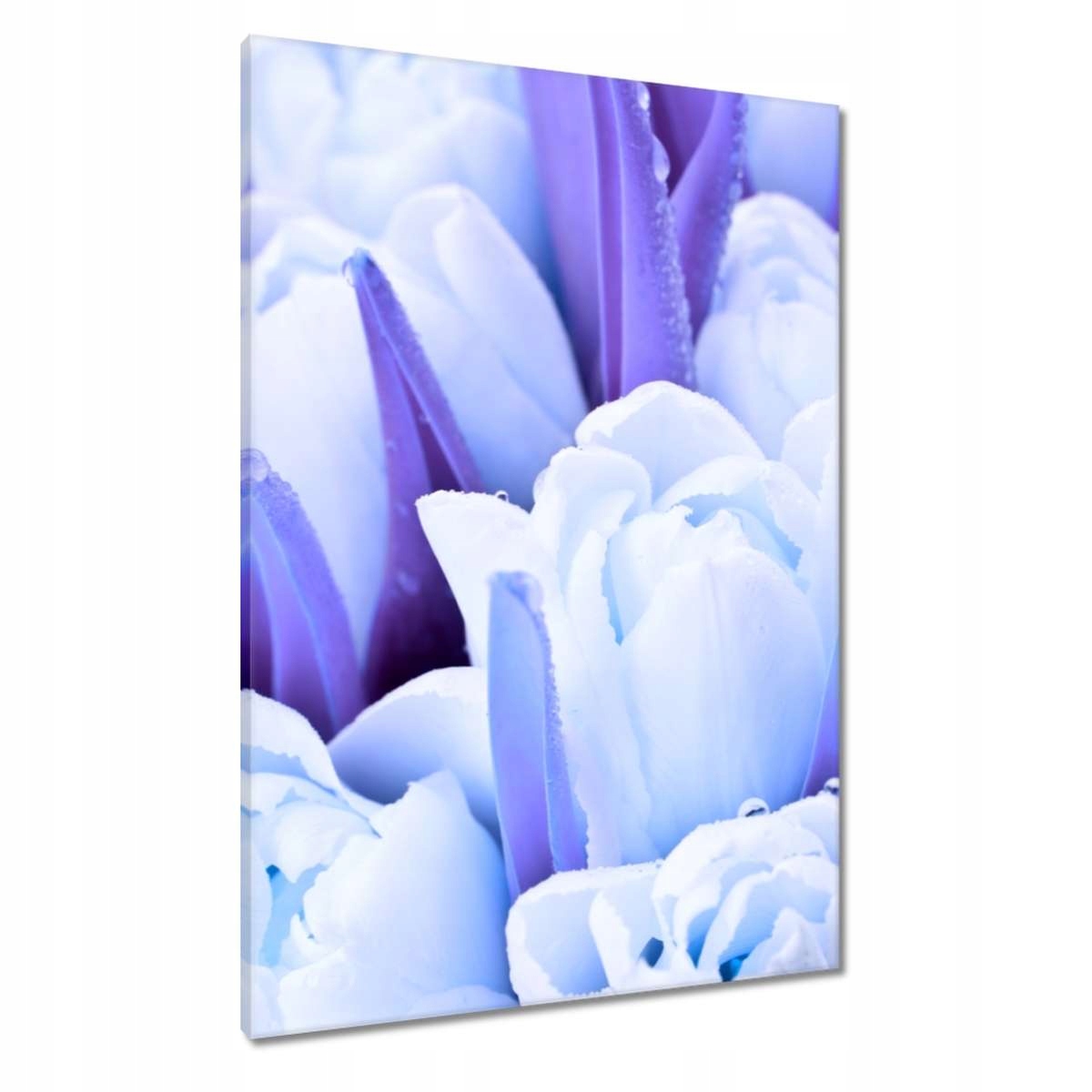 Obrazy 70x100 Modré tulipány