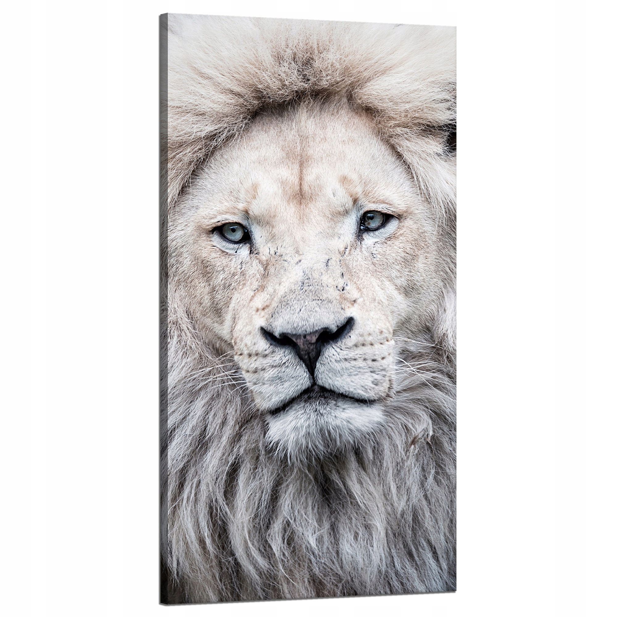 Obraz na plátně Jasná tvář Lva Bílé vlasy 60x120 cm Ideální jako dárek