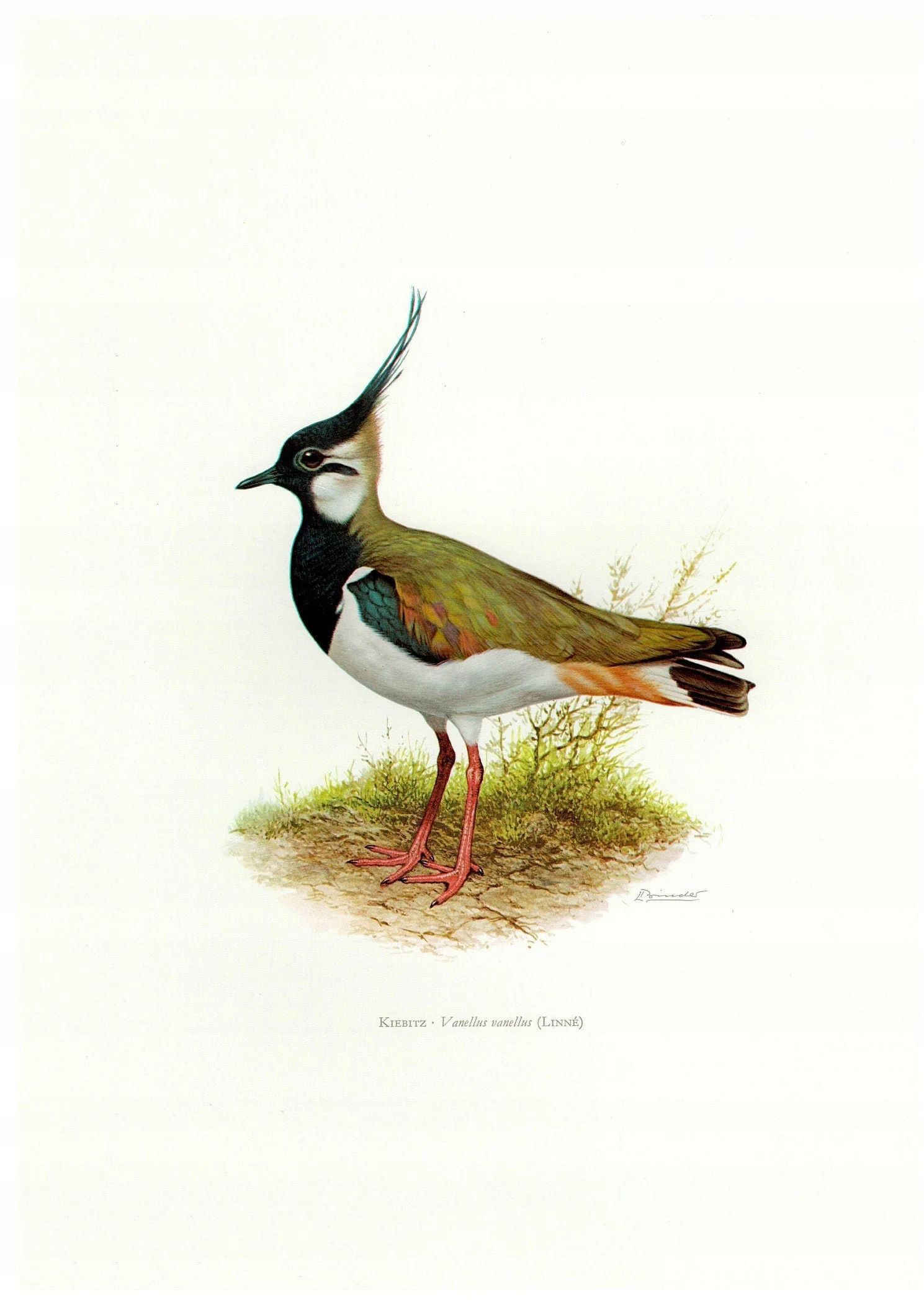 Czajka ptaszek piękny plakat vintage 30x40cm