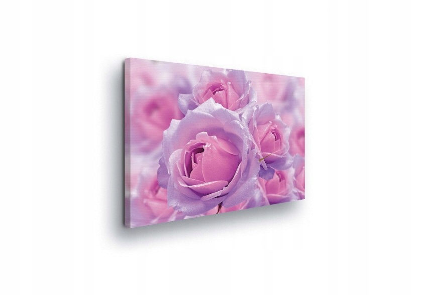 Obraz 80x60 Jemnost růže růžový pastel květinový romantismus krása