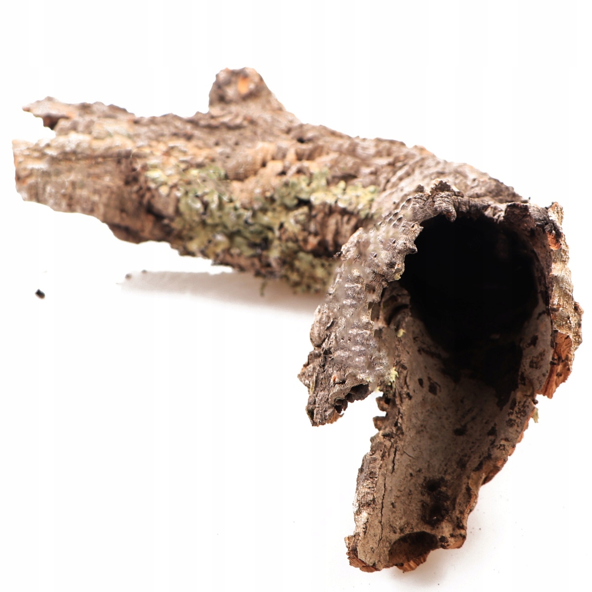 JEDYNA ODPORNA KORA NA WILGOĆ LAS W SŁOIKU SZKLE