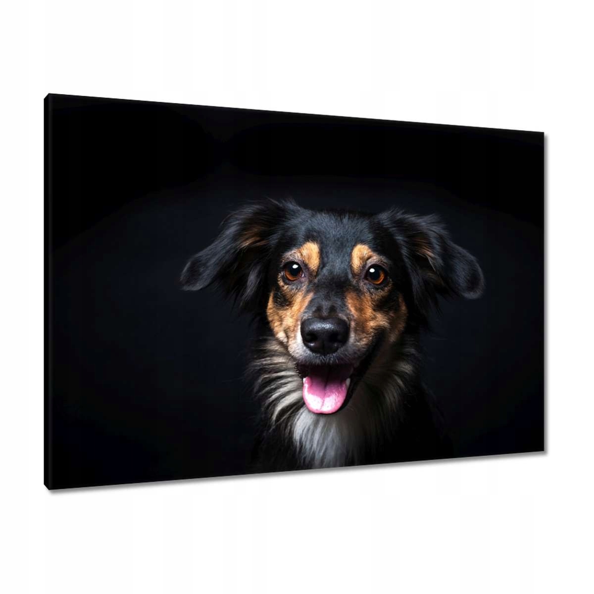 Obrazy 100x70 Portrét Border Collie